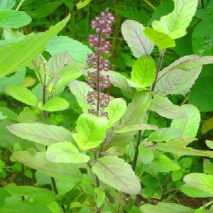 Tulsi Plant