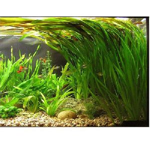 Vallisneria Plant