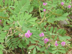 Sharpunkha Plant