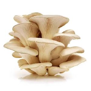 White Fresh Oyster Mushroom