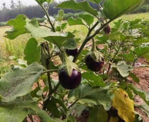 Fresh Brinjal