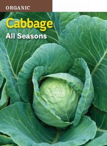 Fresh Cabbage