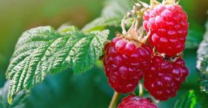 fresh raspberries