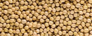 Organic Soybean Seeds