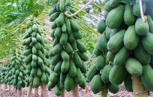 Red Lady Papaya Contract Farming Service