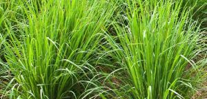 Vetiver Grass Contract Farming Services