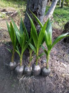 Coconut Plants