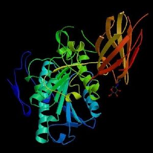 Lipase Enzyme