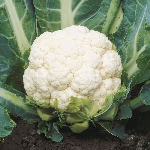 Fresh Cauliflower