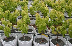 Hybrid Grapes Plant
