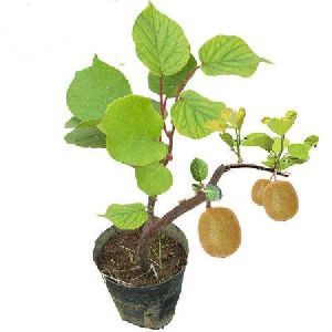 Hybrid Kiwi Plant