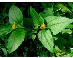 Akarkara Plants