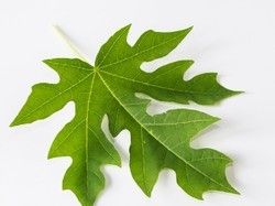 papaya leaf extract