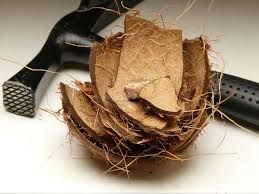 Coconut Shells