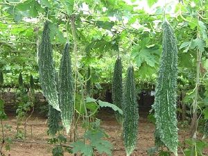 Fresh Bitter Gourd