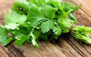 Fresh Coriander Leaves