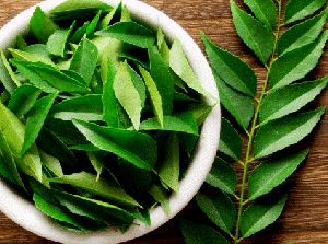 Fresh Curry Leaves