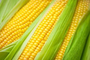 Fresh Yellow Corn