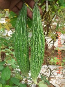 Hybrid Bitter Gourd