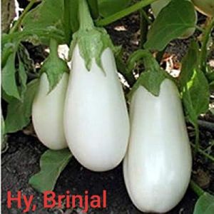 Hybrid Brinjal