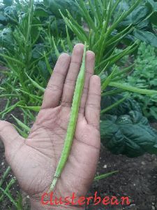 Fresh Cluster Beans