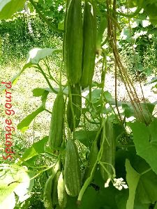 Fresh Sponge Gourd