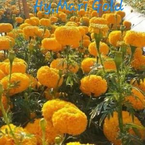 hybrid marigold