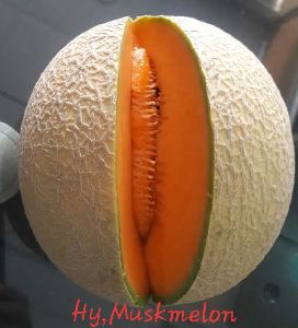 Hybrid Muskmelon