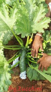 Hybrid Zucchini