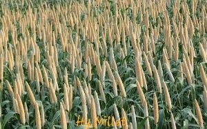 Hybrid Pearl Millet