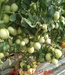 Hybrid green tomato