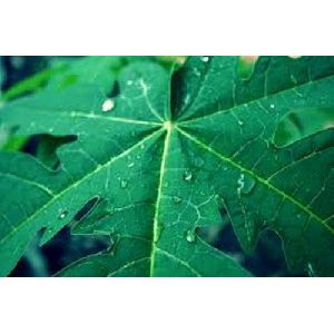 papaya leaf extract