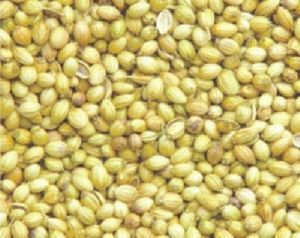 Green Whole Coriander Seeds