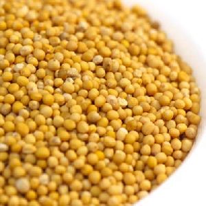 Yellow Mustard Seeds