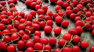 Fresh Cherry