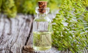 Dill Seed Oil