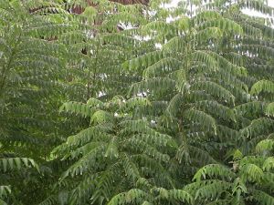 Fresh Curry Leaves