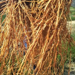 Vetiver Root