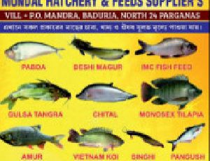 Chital Fish Seed