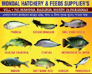 Desi Magur Fish Seed