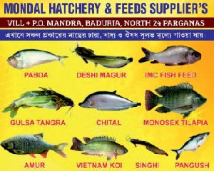 Gulsha Tangra Fish Seed