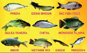 Pabda fish seed