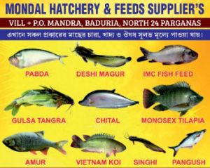 Singhi Fish Seed