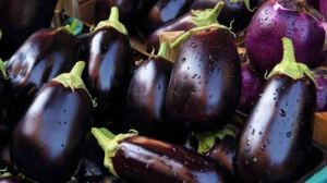 Fresh Brinjal