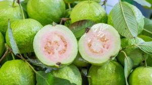 Fresh Guava