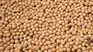 Natural Soybean Seeds