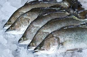Sea Bass Fish