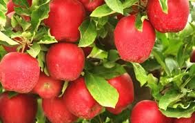 Fresh Himachal Apple