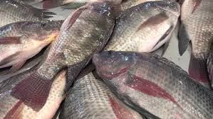 fresh tilapia fish