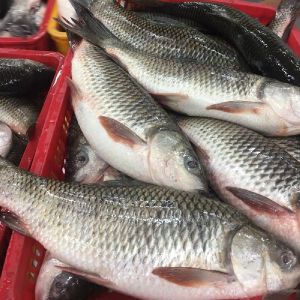 Frozen Rohu Fish